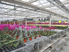 Greenhouse Metal Benches