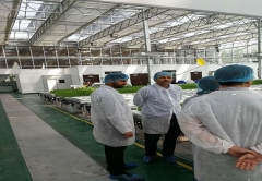Foreign customer visit our hydroponics greenhouse project