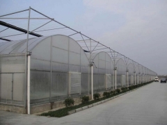 Arched plastic film strawberry greenhouse