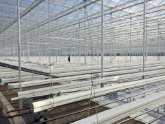 Tomato greenhouse project in Qingdao city