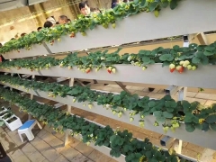 Hydroponics Planting System