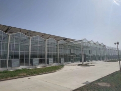 Dongying city venlo type glass greenhouse