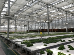Foreign customer visit our hydroponics greenhouse project
