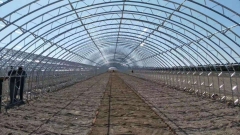 Tunnel Greenhouse