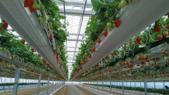 Vertical Farming