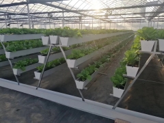 Lettuce vertical planting for Indonesia client