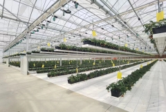 Vertical strawberry planting for America Client