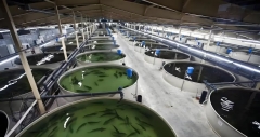 Aquaponics System