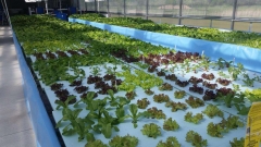 Aquaponics System