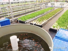 Aquaponics System
