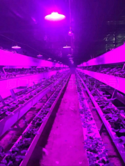 Arched plastic film strawberry greenhouse