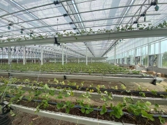 Glass Greenhouse of suspend strawberry planting in  Jiangsu
