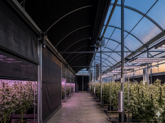 Light Deprivation Greenhouse