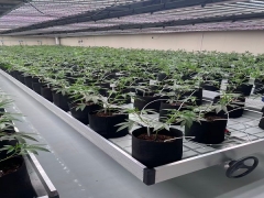 Light Deprivation Greenhouse