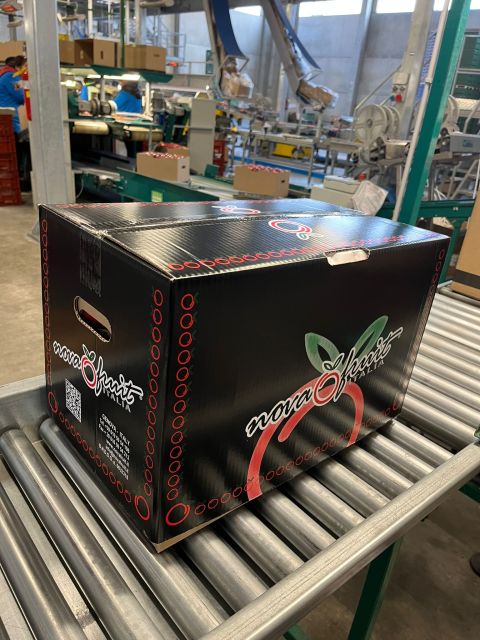 {产品},优质产地意大利松脆可口新鲜水果红色美味苹果125厘米出口,优质产地意大利松脆可口新鲜水果红色美味苹果125厘米出口,UPAD775 MyShop