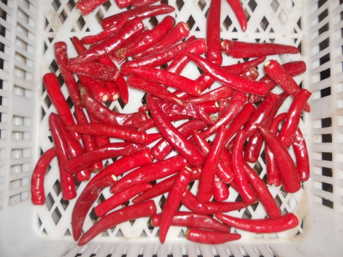 Frozen chilli