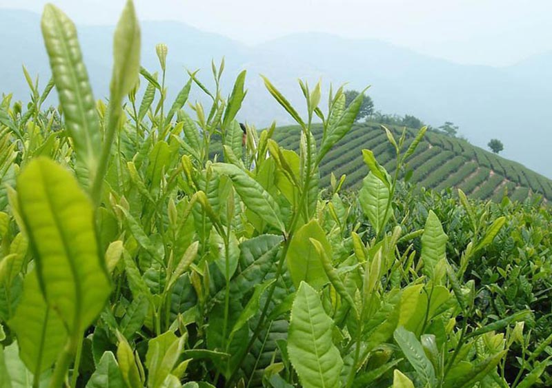 taiwan gao shan tea