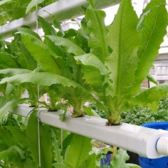 Hydroponic PVC Pipe Model:Rectangle Pipe120*80mm/hydroponic grow tubes,pvc pipe hydroponics,hydroponic tubing,pvc hydroponics tower,vertical hydroponi