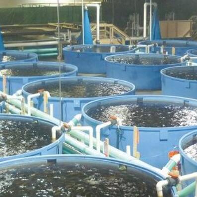 HUSU MBBR Project Case for Fishery Water Treatment Process