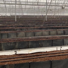 Planting and Growing Roses by Plastic Growing gutter in Kenya