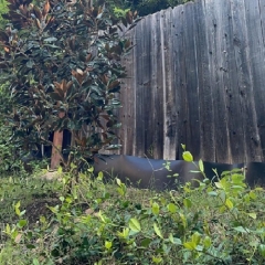 Root Control Barrier - Your Root Guard