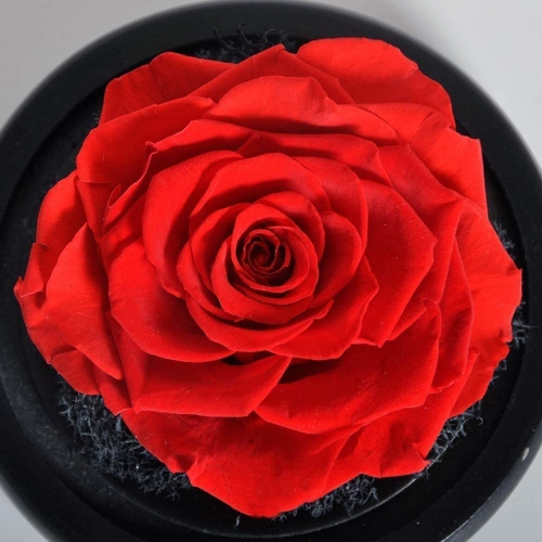Sxdthy Eternal Flower Handmade Preserved Real Rose Glass Cover Holder  Immortal Flowers Birthday Gifts Wedding Supplies Unique Home Decorations