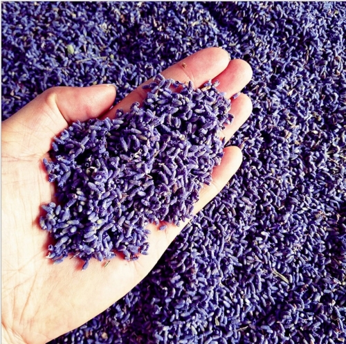 New Real herbal tea A~5A Natural lasting Lavender Purple lavender Dried Flower particles Bag Pillow lavender sachets for Tea car