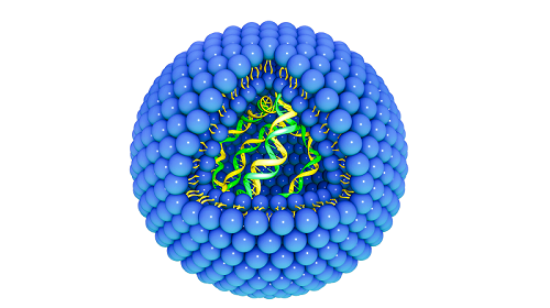 liposome extruder phospholipid bilayer diagram