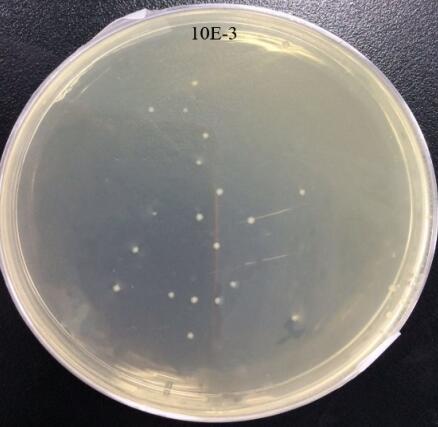 E. coli suspension after 3 passes of high-pressure homogenization