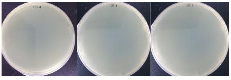 E. coli suspension after 5 passes of high-pressure homogenization