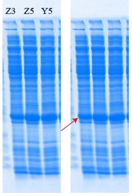 Protein extraction from E. coli after high-pressure homogenization