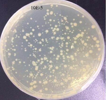 E. coli suspension before high-pressure homogenization