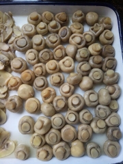 50kgs Drumed Mushroom in Brine