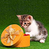 Cute Kitten | Company Blog | DXR Wire Mesh