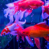 Small goldfish | Company Blog | DXR Wire Mesh