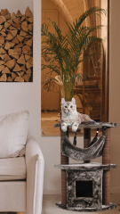 BERLIN: Scratching post for style-conscious cats