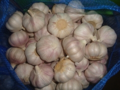 Normal White Garlic 10kg/bag