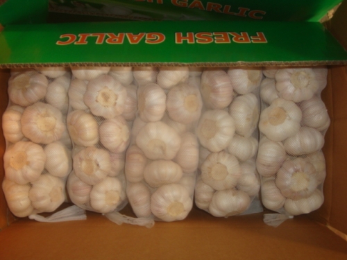 Normal White Garlic, 500gx20bags/carton