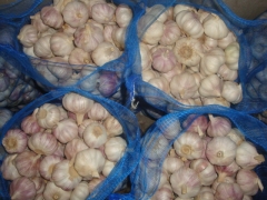 Normal White Garlic 10kg/bag