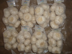 Pure White Garlic 500gx20bag/ctn