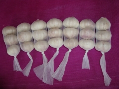 Normal White Garlic, 3pcs/bag,10kg/ctn