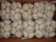 Pure White Garlic 500gx20bag/ctn