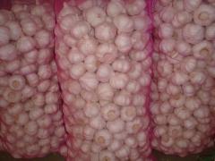 Pure White Garlic 10kg/bag or 20kg/bag