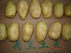 Fresh Potato