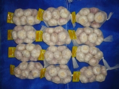 Normal White Garlic, 500gx20bags/mesh bag