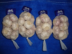 Normal White Garlic, 500gx20bags/mesh bag