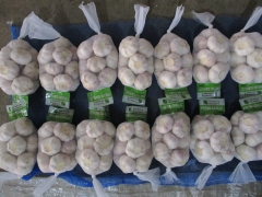 Normal White Garlic, 400gx25bags/mesh bag