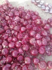 Deep Red Onion