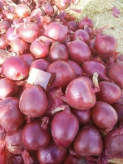 Deep Red Onion