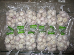 Normal White Garlic, 400gx25bags/mesh bag